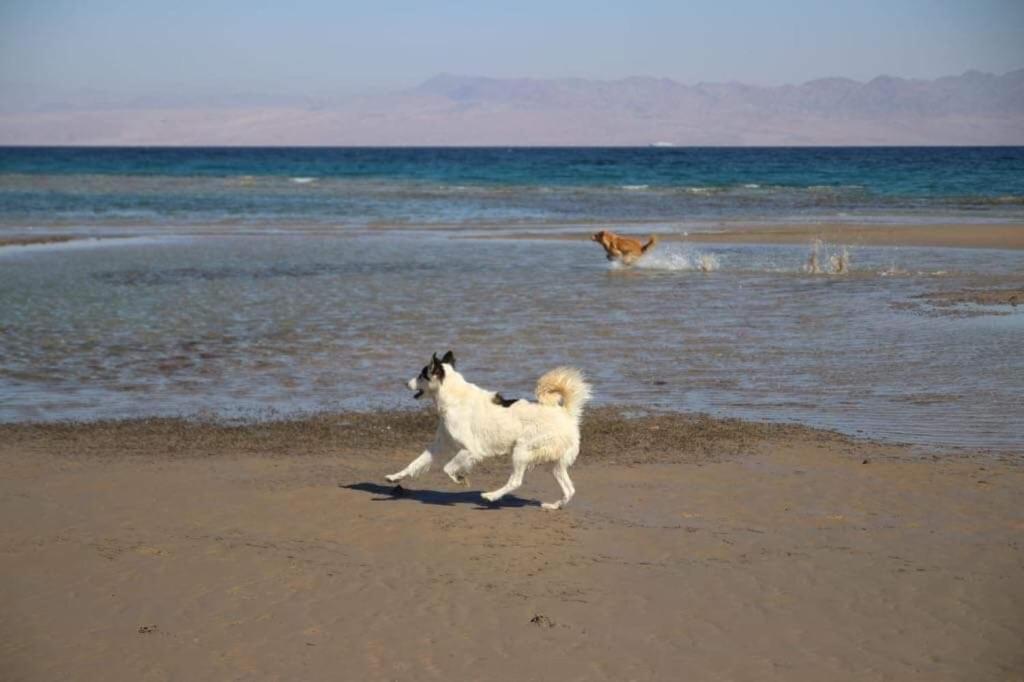Auberge de jeunesse Sebaii Camp السباعى كامب شاطئ الترابين بجوار ويت بالس à Nuweiba` Extérieur photo