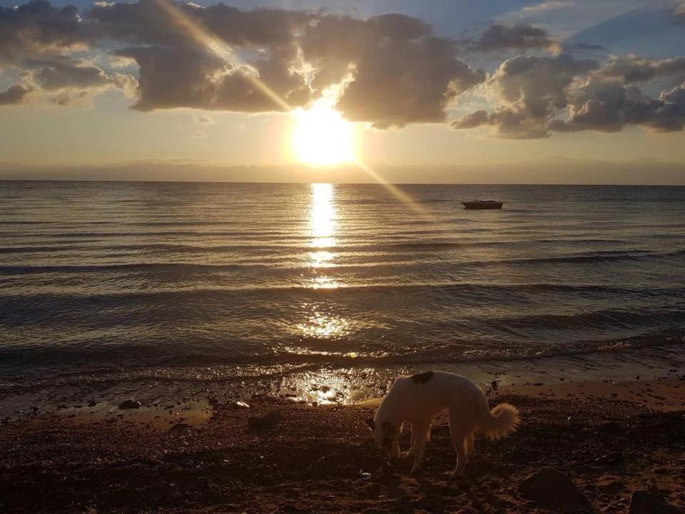 Auberge de jeunesse Sebaii Camp السباعى كامب شاطئ الترابين بجوار ويت بالس à Nuweiba` Extérieur photo